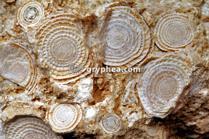 Calcaire à nummulites - gryphea.com